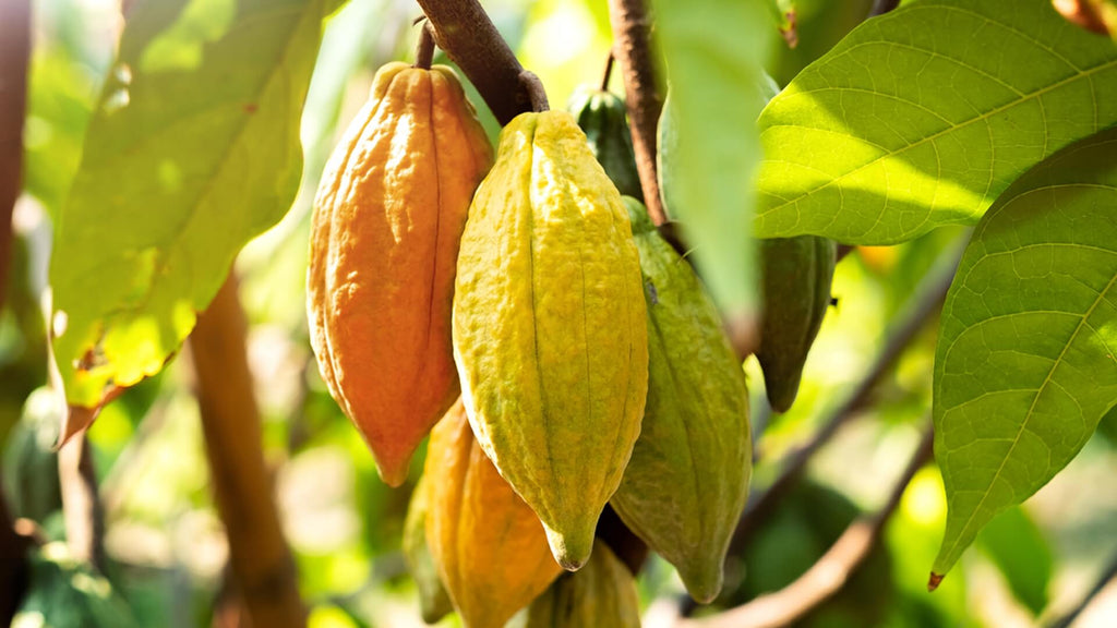 Why We Choose Fair Trade Chocolate for Our Brownies