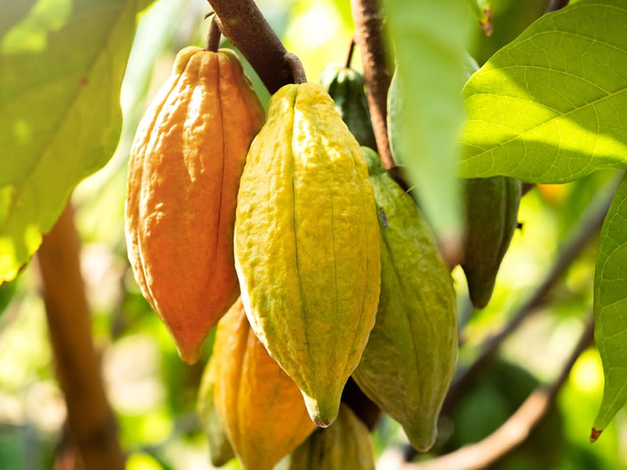 Why We Choose Fair Trade Chocolate for Our Brownies